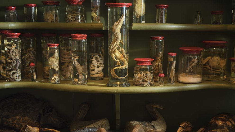 Objekte im Tierschrank der Wunderkammer
