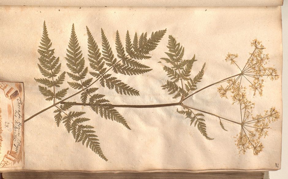 Abbildung der Süßdolde (Angelica), eine krautige Pflanze mit markanten Blättern und Doldenblüten